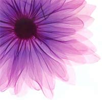 Homoeopathy - Homepage